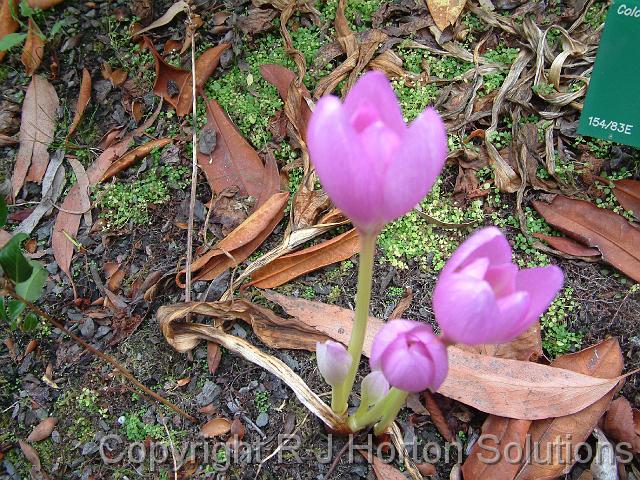 Colchicum Bommueller